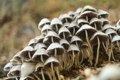 Psilocybin mushrooms – What is the benefit of microdosing of psilocibin mushrooms?